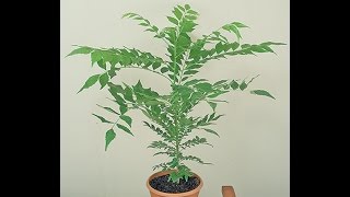 Growing Curry Leaf (Murraya koenigii)