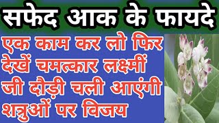 सफेद आक का पौधा महत्व। सफेद आक के फायदे।करोड़पति बनाता है ये पौधा।गणेश लक्ष्मीं रहती हैं घर में।