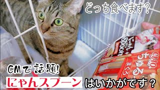 【アメリカンショートヘア】CMで話題のにゃんスプーン購入!!食べますか？