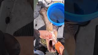 BIG Flathead Eats a Bass