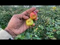 kashmiri ball sundari apple ber successful farming in kolkata mondal nursery contact 9733735193