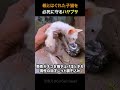 迷子の子猫を必死に守るハヤブサ