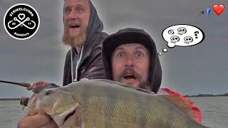 An ocean full of predators?! 🎣❤️fishing in the Netherlands on Volkerak (zander, pike, perch)