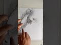 How to draw two peacock with graphite pencil easiest way.