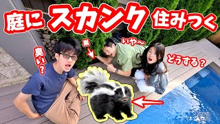 我が家の庭にスカンク🦨が住み着きました😱 どうしよう😱😱