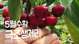 [체리품종]극조생 대과종체리_복진