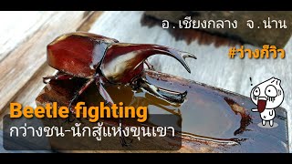 ด้วงกว่าง Beetle Fighting นักสู้จากขุนเขา Traditional Games ขุนศึกผู้ชิงนาง นักรบแห่งขุนเขา จ. น่าน