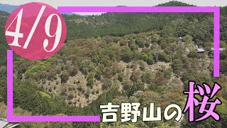 【2021桜カメラ】4月9日　奈良・吉野山（中千本、上千本）