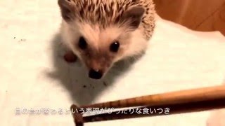 【サクサク】おやつを食べるハリネズミのつゆ