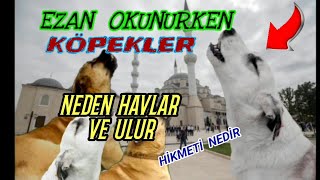 EZAN OKUNURKEN KÖPEKLER NEDEN HAVLAR VE ULUMAYA BAŞLAR. SEBEBİ VE HİKMETİ NEDİR