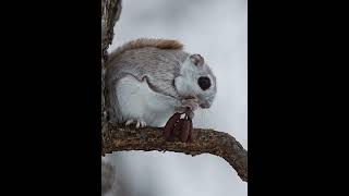 [4K]エゾモモンガ　Siberianflyingsquirrel shorts