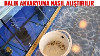 YENİ ALINAN BALIK SUYA NASIL ALIŞTIRILIR, akvaryum balıkları