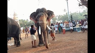 ഒരു അസല്‍ ആനച്ചന്തം!!! | മംഗലാംകുന്ന് ഗജേന്ദ്രൻ | MANGALAMKUNNU GAJENDRAN ELEPHANT