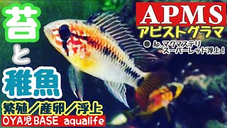 【APMS／多段循環式OF水槽】アピストマンションのAp.マクマステリ スーパーレッド が無事に浮上したのでタイミング的に３面苔スクリーンで育成してみます！