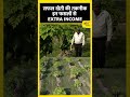 पपीते से कैसे होगी किसानों की double income shorts papayafarming farmersincome doubleincome