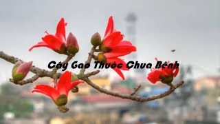 Tác Dụng Chữa Bệnh Từ Cây Gạo cây thuốc quí \\ Precious medicinal rice plants.