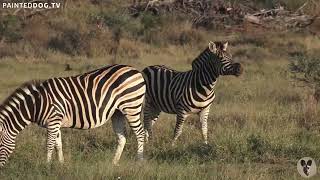 Khaya - Zebra, Blue Wildebeest and Impala - Private Virtual Safari Highlight