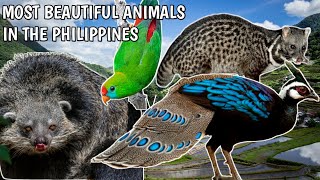 THE MOST BEAUTIFUL ANIMALS IN THE PHILIPPINES