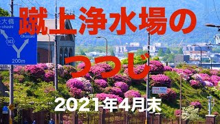 蹴上浄水場のつつじ2021年4月末