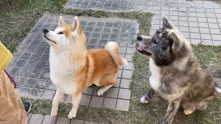 おやつの量に差をつけられても文句を言わない優しい秋田犬ぱたこ【Akita-inu】