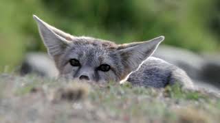 Kit Fox: Clever Survivor of the Desert