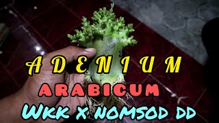 ADENIUM ARABICUM CABANG SUPER (WKK x NOMSOD DD)