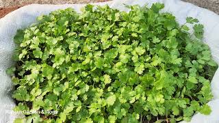 ଛାତ ଉପରେ ଧନିଆ ଚାଷ। How to grow coriander at home Full guide