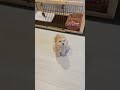 【何かを察した愛犬🐶（今日のお留守番は何か違う…）】 dog ペキプー ペキニーズ トイプードル 犬動画 子犬 パピー 生後9ヶ月 shorts short