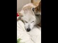 おまえ耳くさいから舐めてやるよ！犬同士の愛情に感動した！