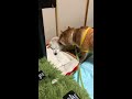 おまえ耳くさいから舐めてやるよ！犬同士の愛情に感動した！