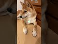 カメラエフェクト使ってみました😊 柴犬 shiba