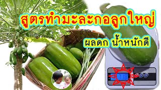 สูตรเร่งมะละกอติดลูก ลูกดก ใหญ่ น่ากิน | สวนชะเอม