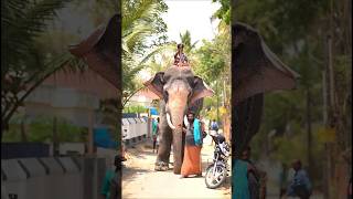 Uttoly Anandhan | Kunissery Kummatty 2023 | Aana | Elephant | Animal | SVJ Creations | Kerala