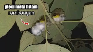 Mencari burung di malam hari dapat pleci rombongan || eps 43