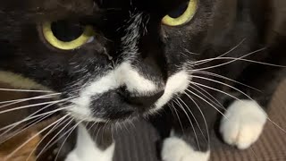 歌う猫（ドレミの歌）🐈猫草食べておはよう〜😸ハチワレ猫ざきおtuxedo-cat【猫動画tuxedo