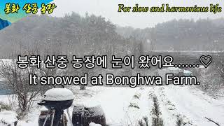 봉화 산중 농장에 눈이 왔어요.(It snowed at bonghwa farm)