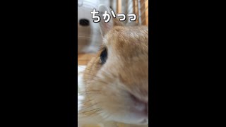 ドアップなお顔を見せていただきましょう　【うさぎカフェ ぽっぷ Pop】 #Shorts