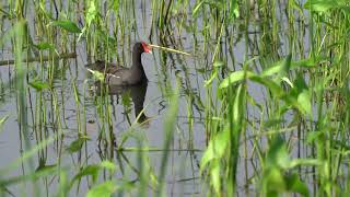 Common Gallinule