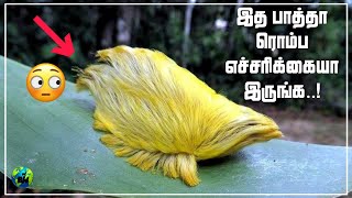 உலகின் கொடிய ஆபத்தான 12 உயிரினங்கள் | Tamil | 12 Most dangerous animals to humans | BioWorld | Bw