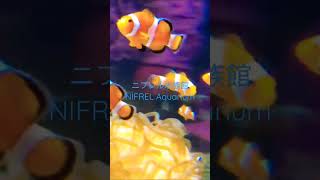 NIFREL ニフレル #clownfish #小丑魚