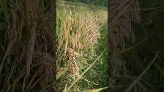 High yield Pady in Kodagu.ಕೊಡಗಿನಲ್ಲಿ ಅಧಿಕ ಇಳುವರಿ ಭತ್ತದ ಫಸಲು...