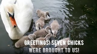 Adorable Moments with SWANS and Their Babies