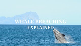 Why Whales Jump Out of Water (Breaching Explained)