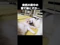 夜中に突然の雷に猫と犬がこうなりました... shorts