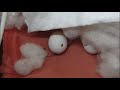 鹦鹉日记1 人工孵化，小虎皮鹦鹉破壳而出！time lapsing incubating eggs and budgie hatches