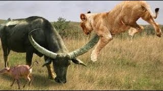 Animals fighting for food - Lion vs Buffalo, Rhino vs Hippo vs Wild dogs, Snake vs Monkey...