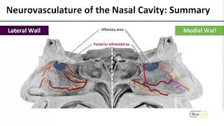 12 Nasal Neurovasculature