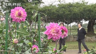 県フラワーパーク 「秋バラまつり」「ダリアまつり」