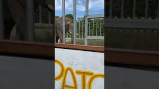 アフリカゾウのパトラ🎶こんにちは🌈しろとり動物園2020年11月5日