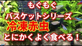 もぐもぐバスケットシリーズ【アクアリウム】ちりちりの混泳水槽観察日記［7］